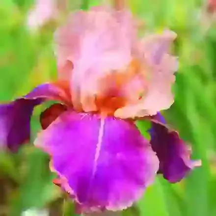 Iris